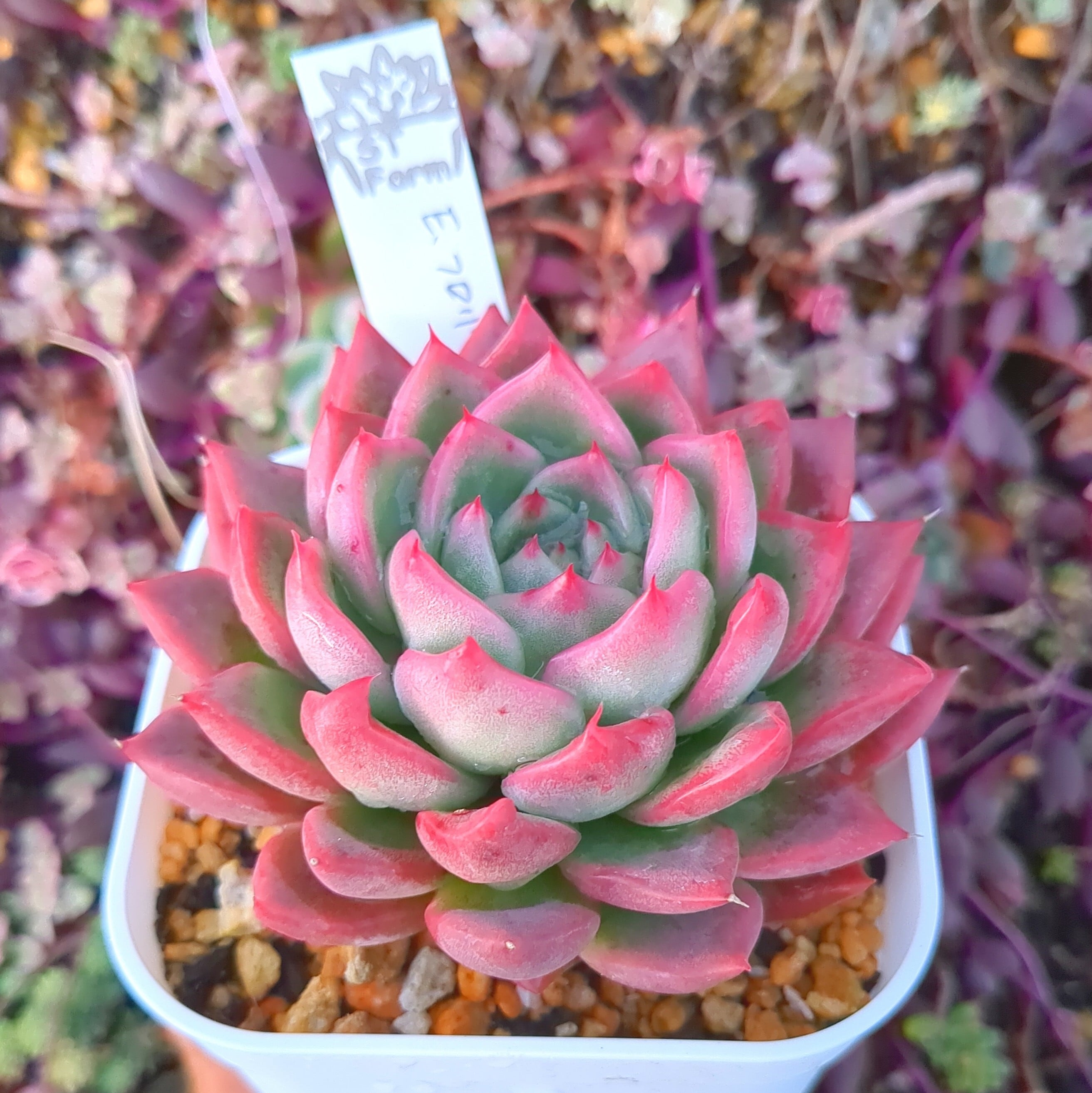 エケベリア フロリディティ（抜き苗） | 多肉植物のネットショップ ST Farm