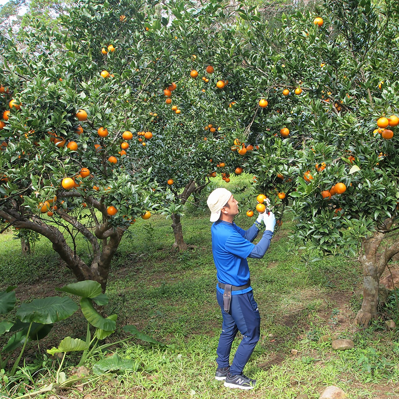 カリマンタン島産 香料樹木材 3kg 完売御礼♪】奄美たんかん10kg ご家庭用