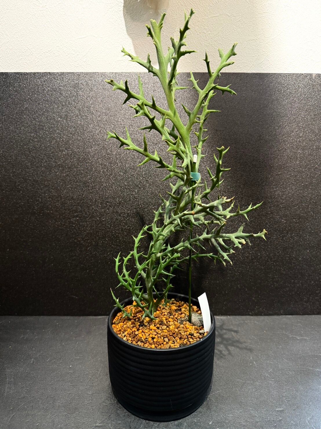 ステノクラーダ ユーフォルビア ② 多肉植物 4号 かっこいい 鉢込み