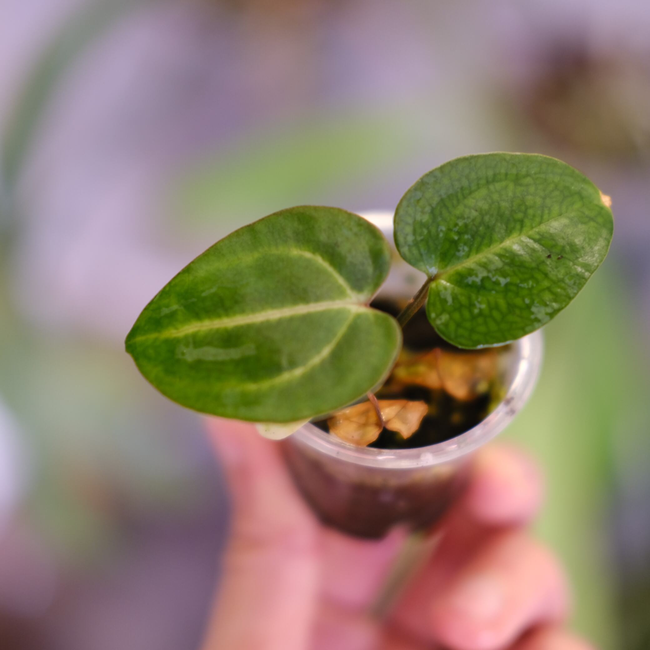 Anthurium Carlablackiae 