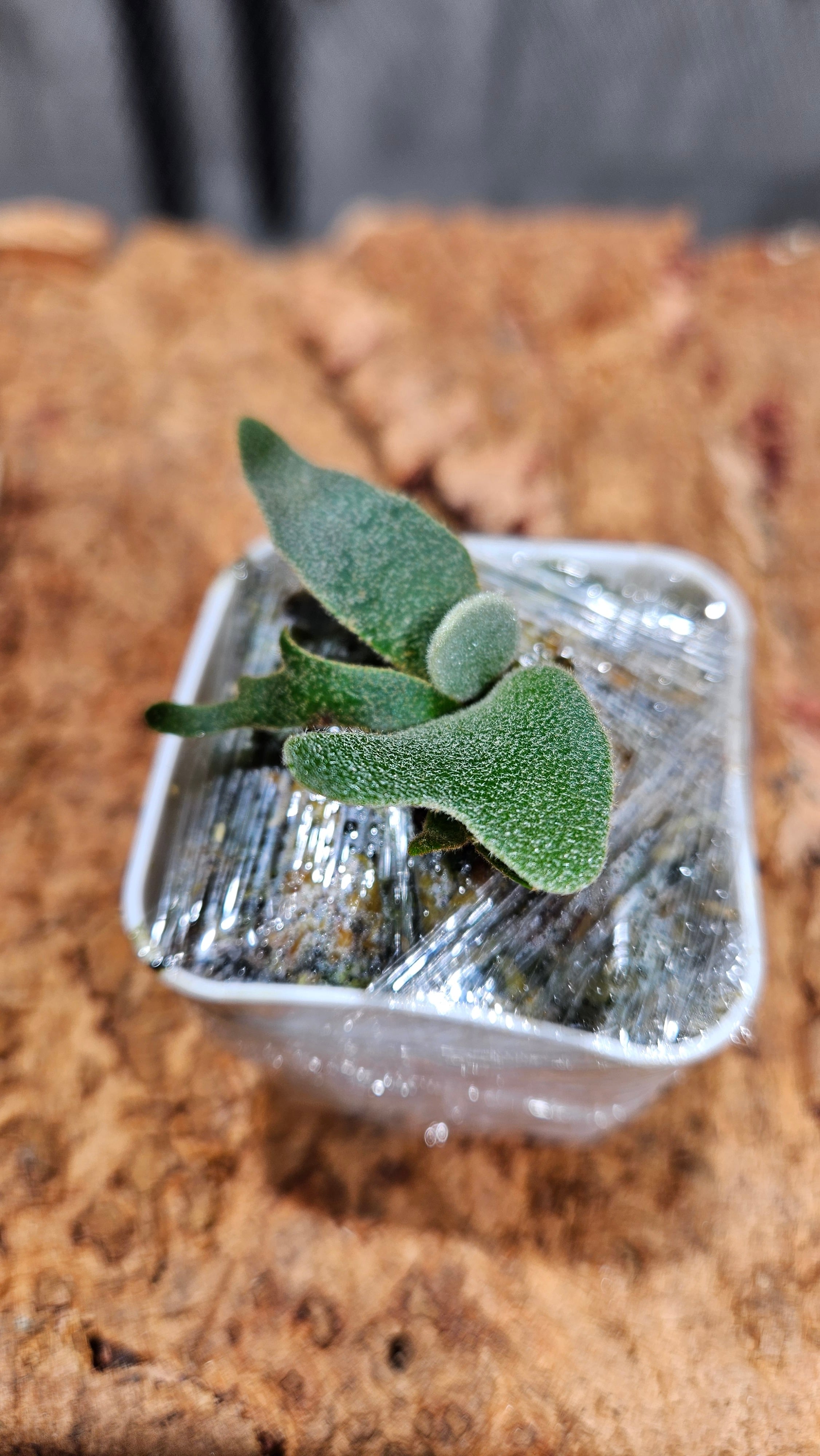 P.Mew 夢幻 Sporelings 【artPLANTs/PLANTS GARAGE 】ビカクシダ