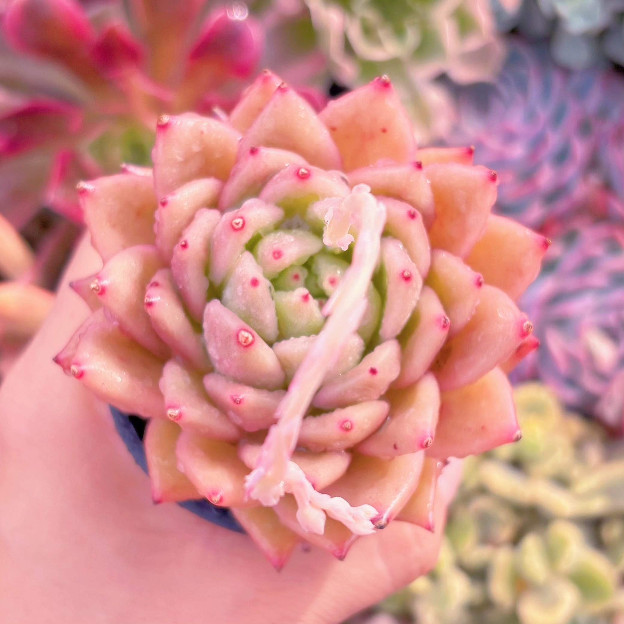 現品　ゴールドバニー#635　るる農園