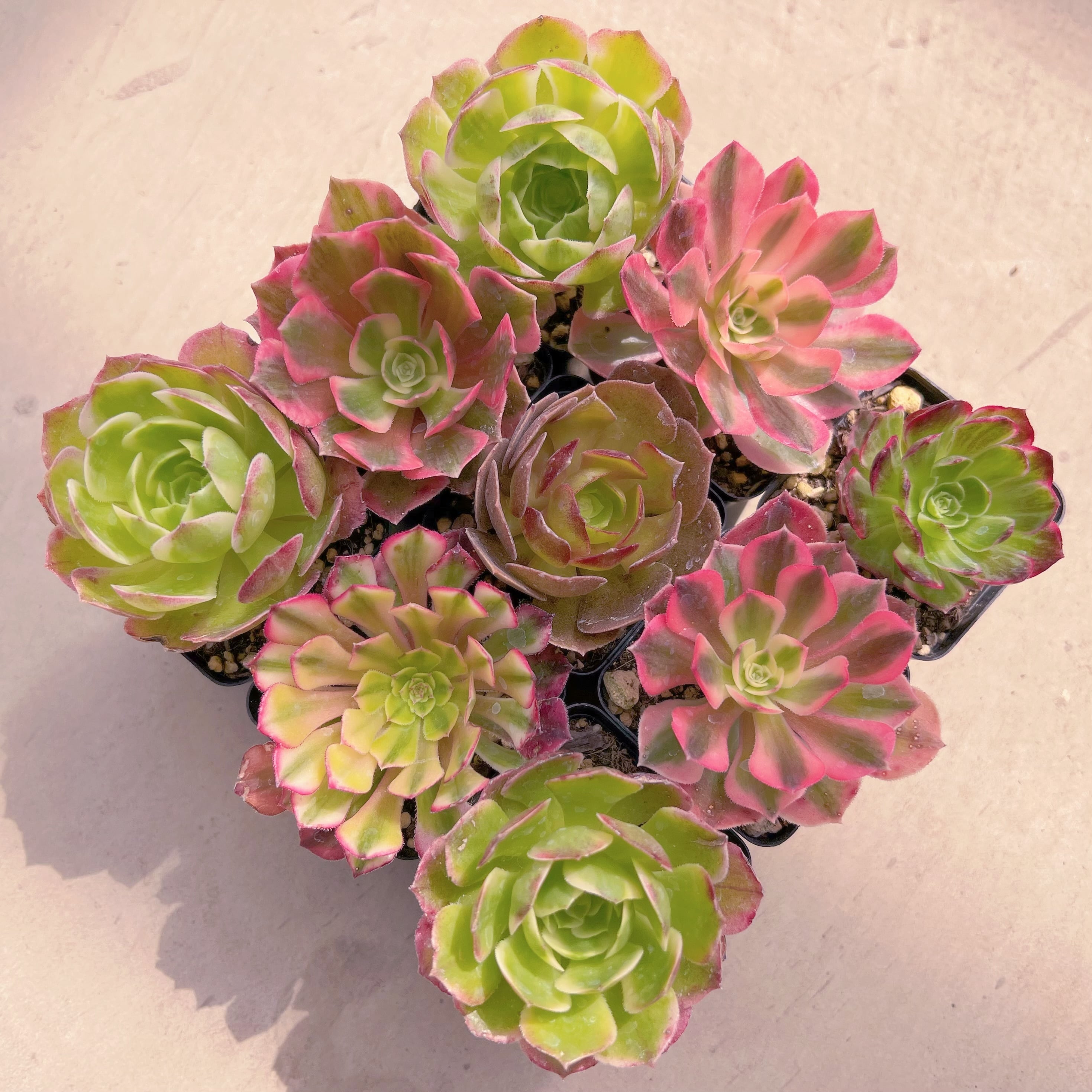 BASE販売会セット001(名無しMix)