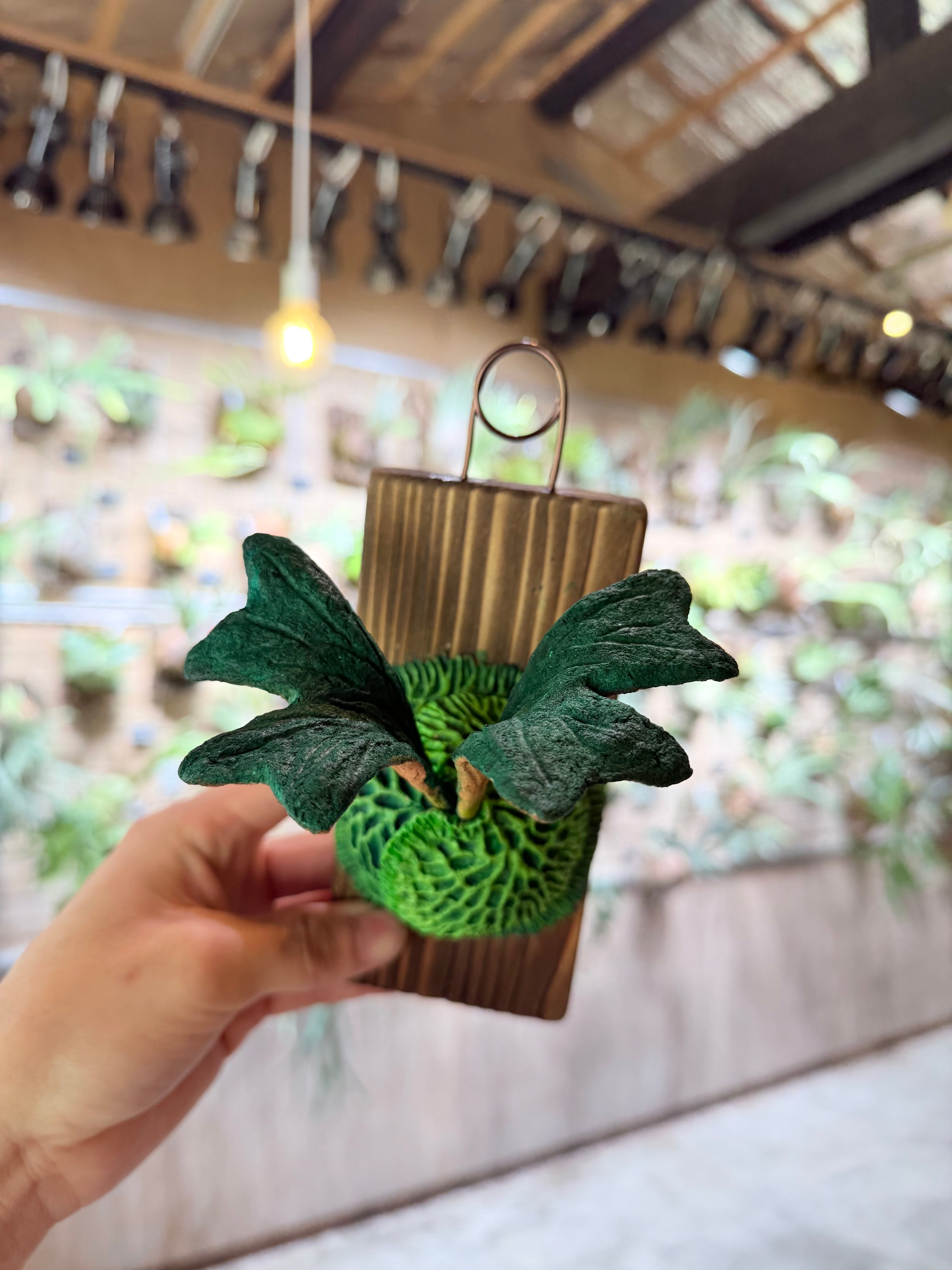 ニュージーランド産 水苔 Blended 12L | vandaka plants