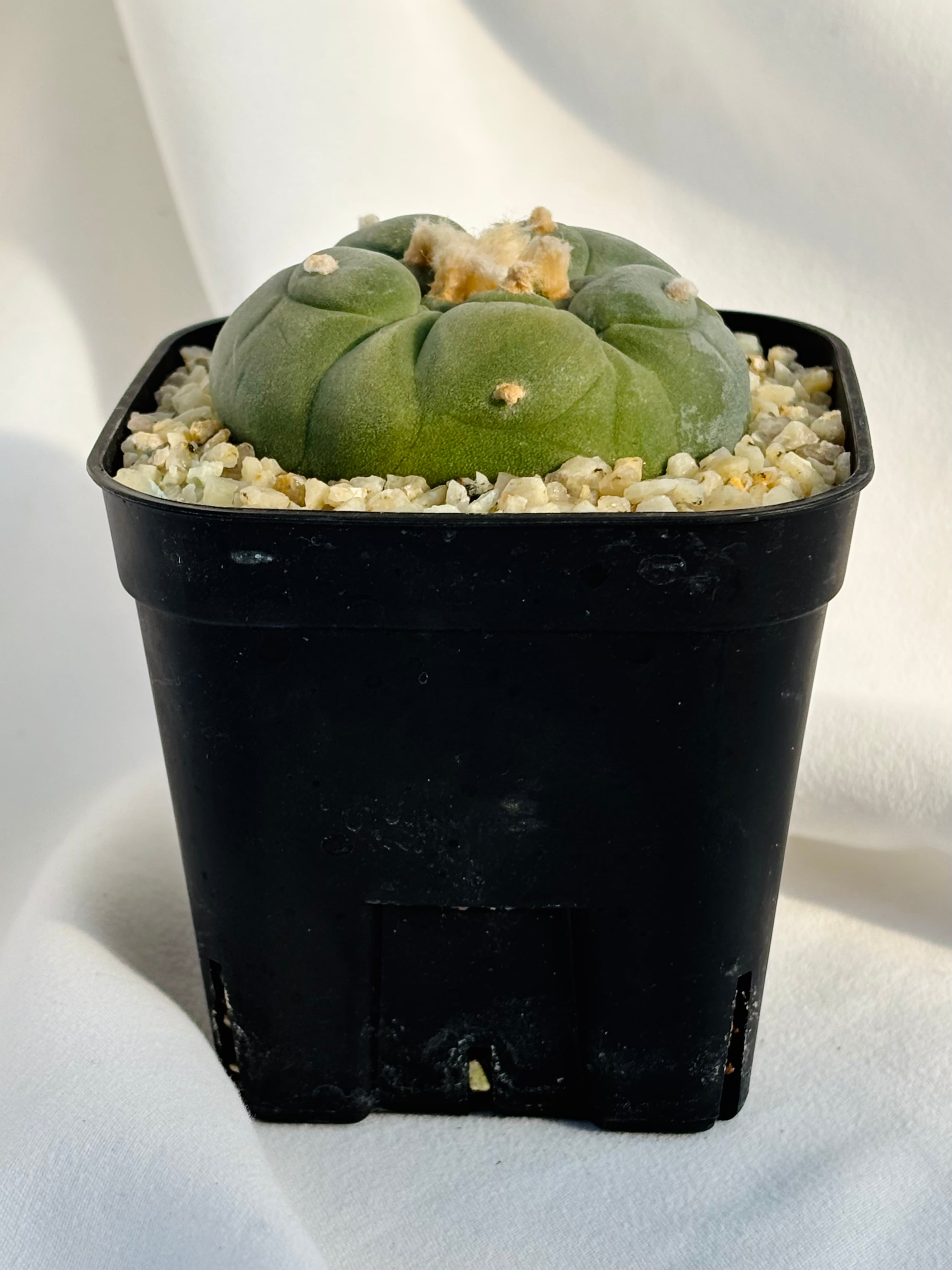 Lophophora williamsii var. decipiens ロフォフォラ 大疣銀冠玉