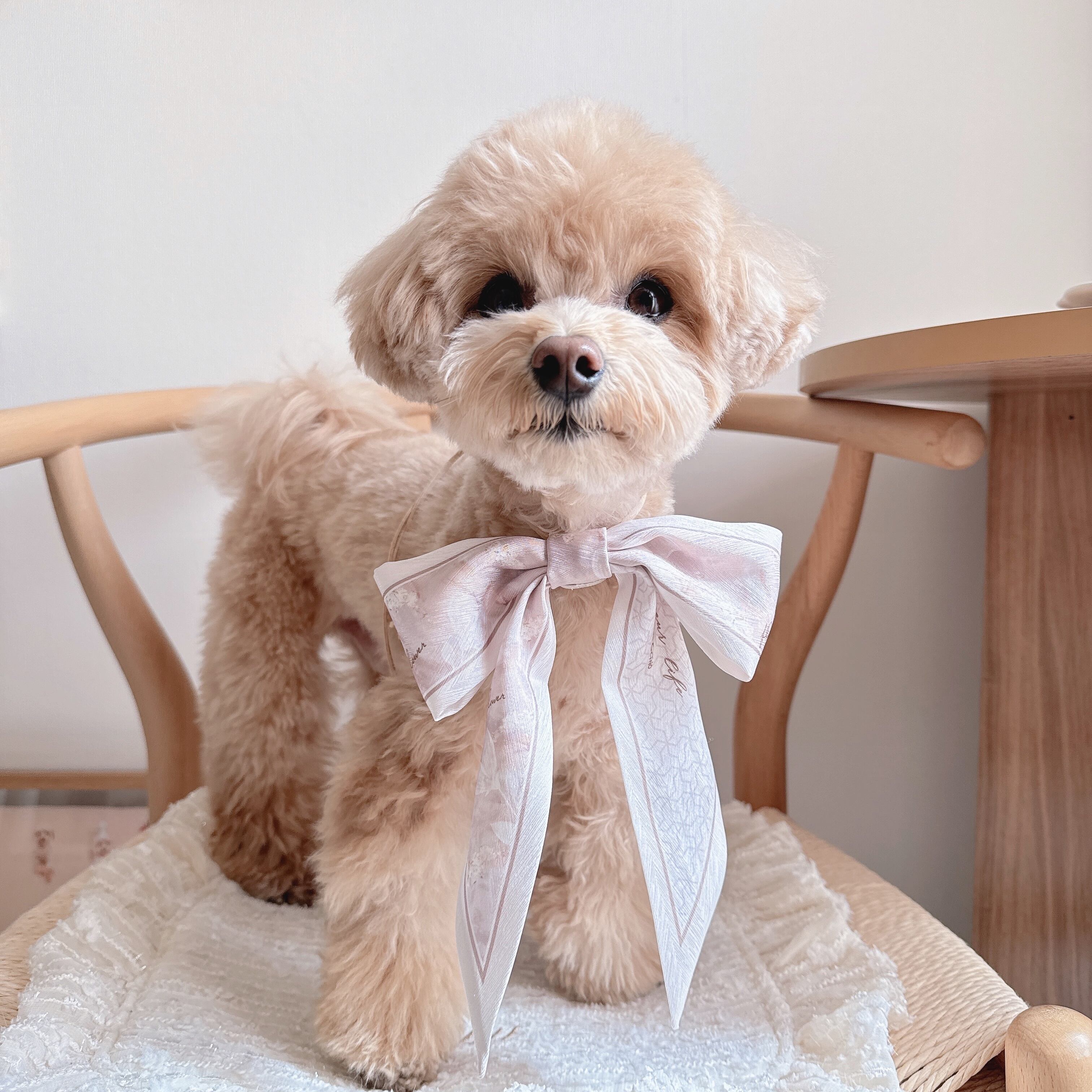 淡色スカーフリボンネックバンド