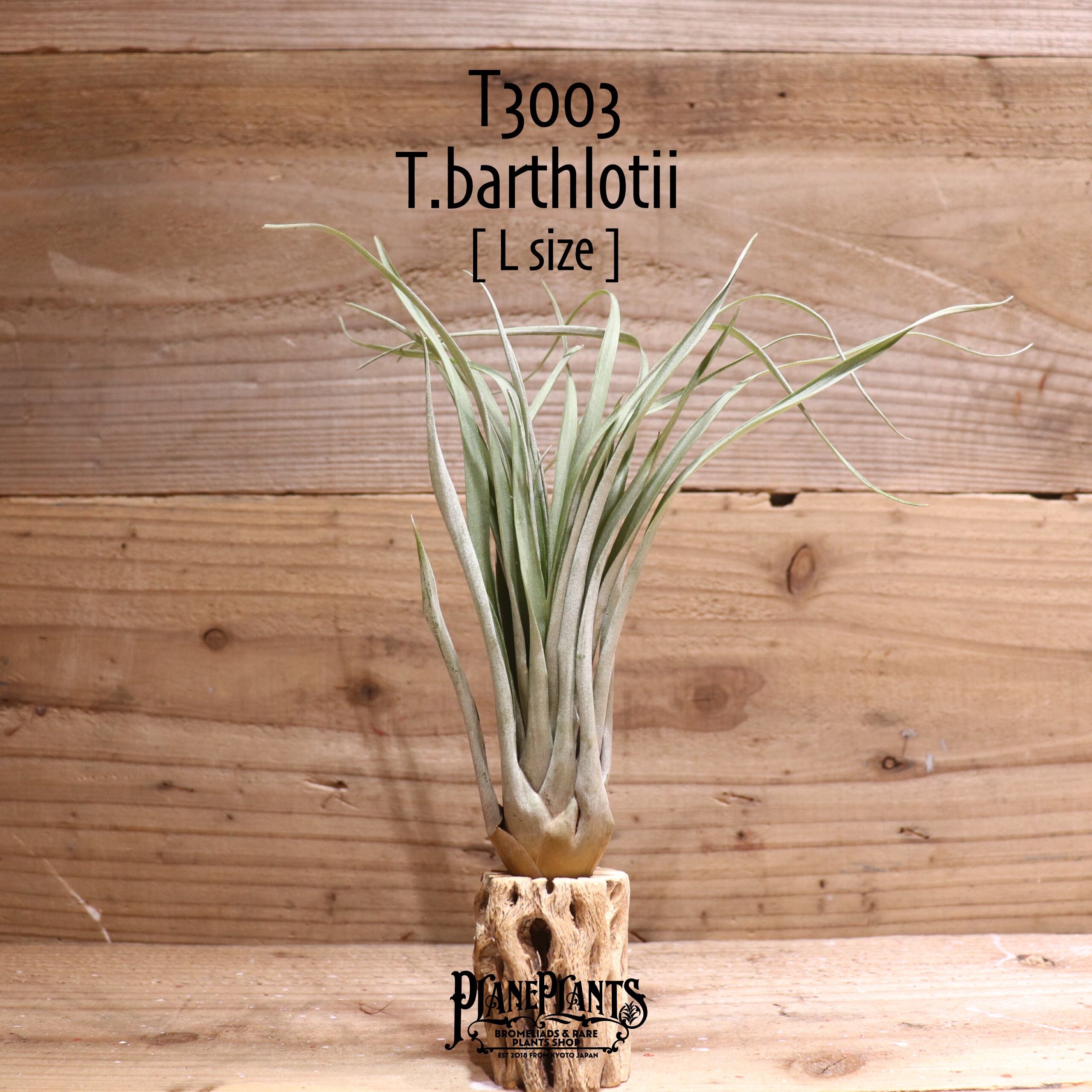 【送料無料】barthlotii L〔エアプランツ〕現品発送T3003