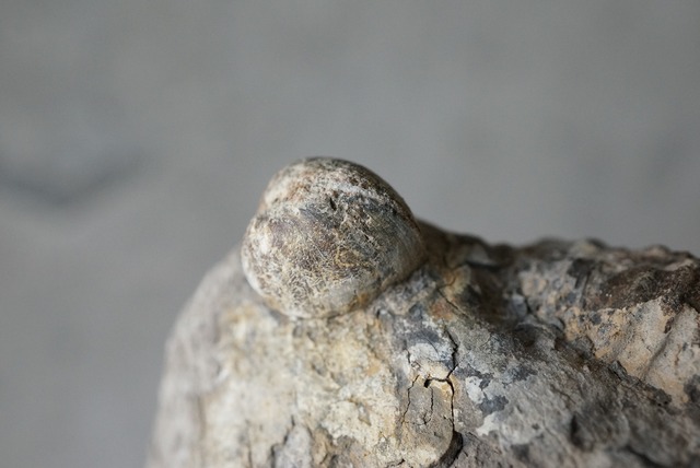 イングランド産アンモナイト化石 Ammonite Dactylioceras commune