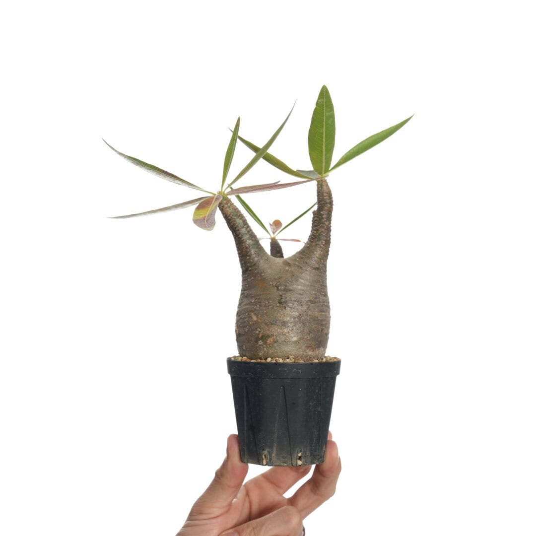 パキポディウム グラキリス no.9〈発根済み〉 | SPECIAL OTHER WORKS