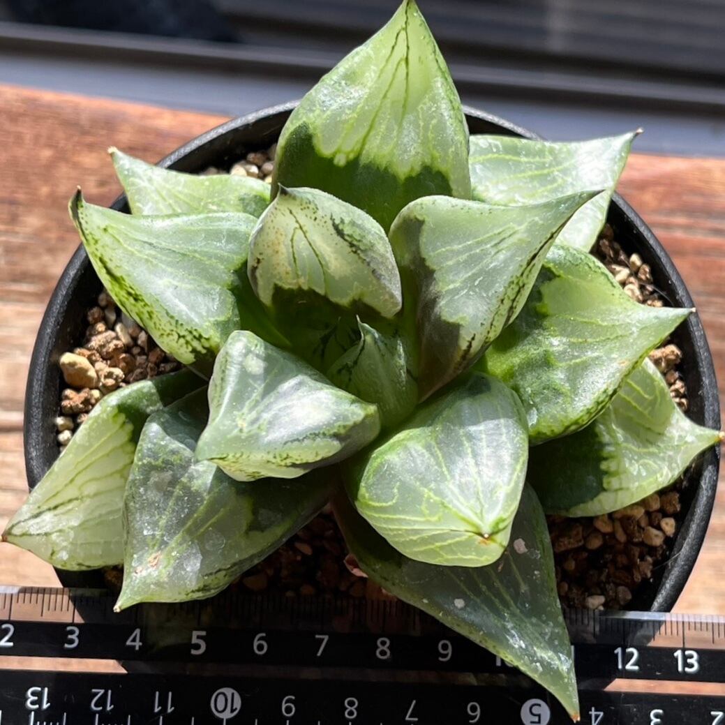 ハオルチア ハオルチア B型コンプトミュータント 親株 ハオルチア B型コンプトミュータント 親株② | mocono_plants