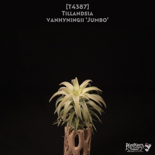 【送料無料】vanhyningii 'Jumbo'〔エアプランツ〕現品発送T4387