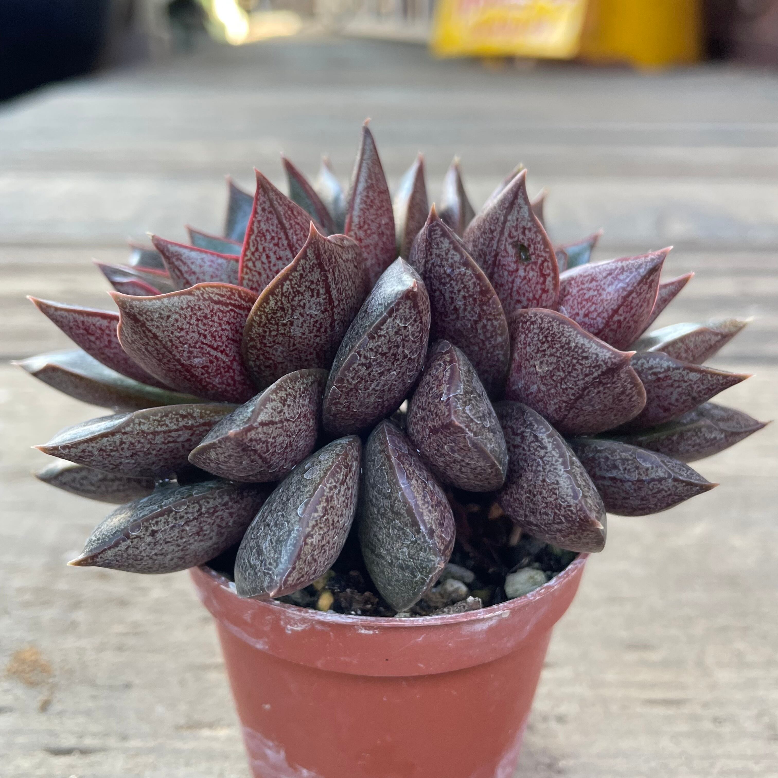 大和錦 | RuPo 多肉植物専門店
