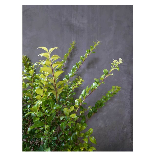 Backhousia myrtifolia