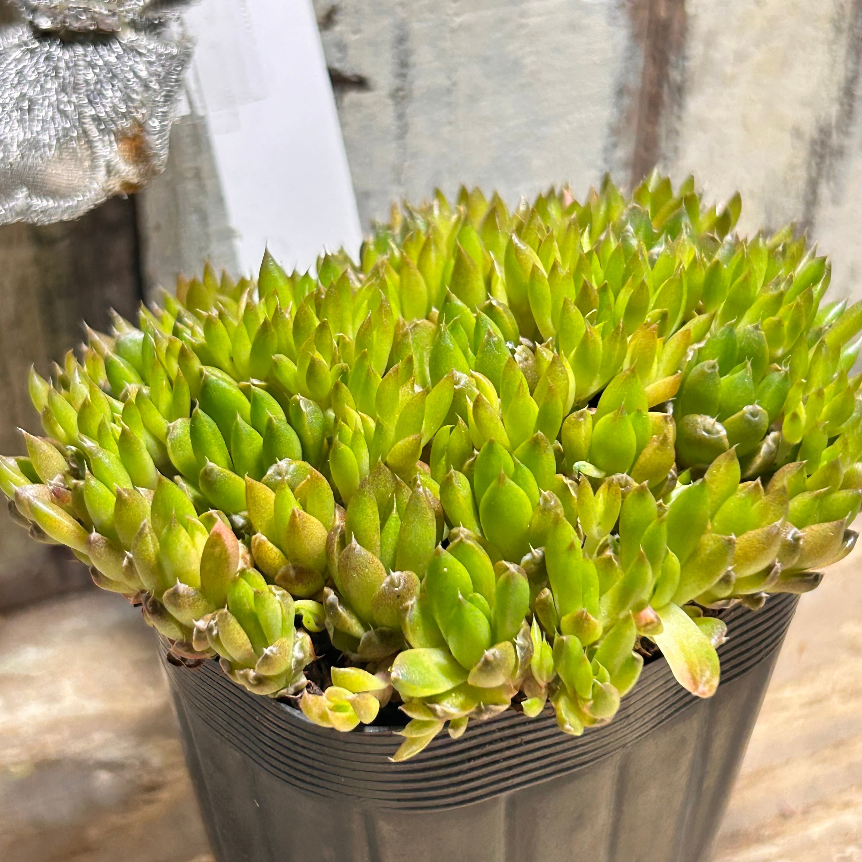 爪蓮華(ツメレンゲ) | RuPo 多肉植物専門店