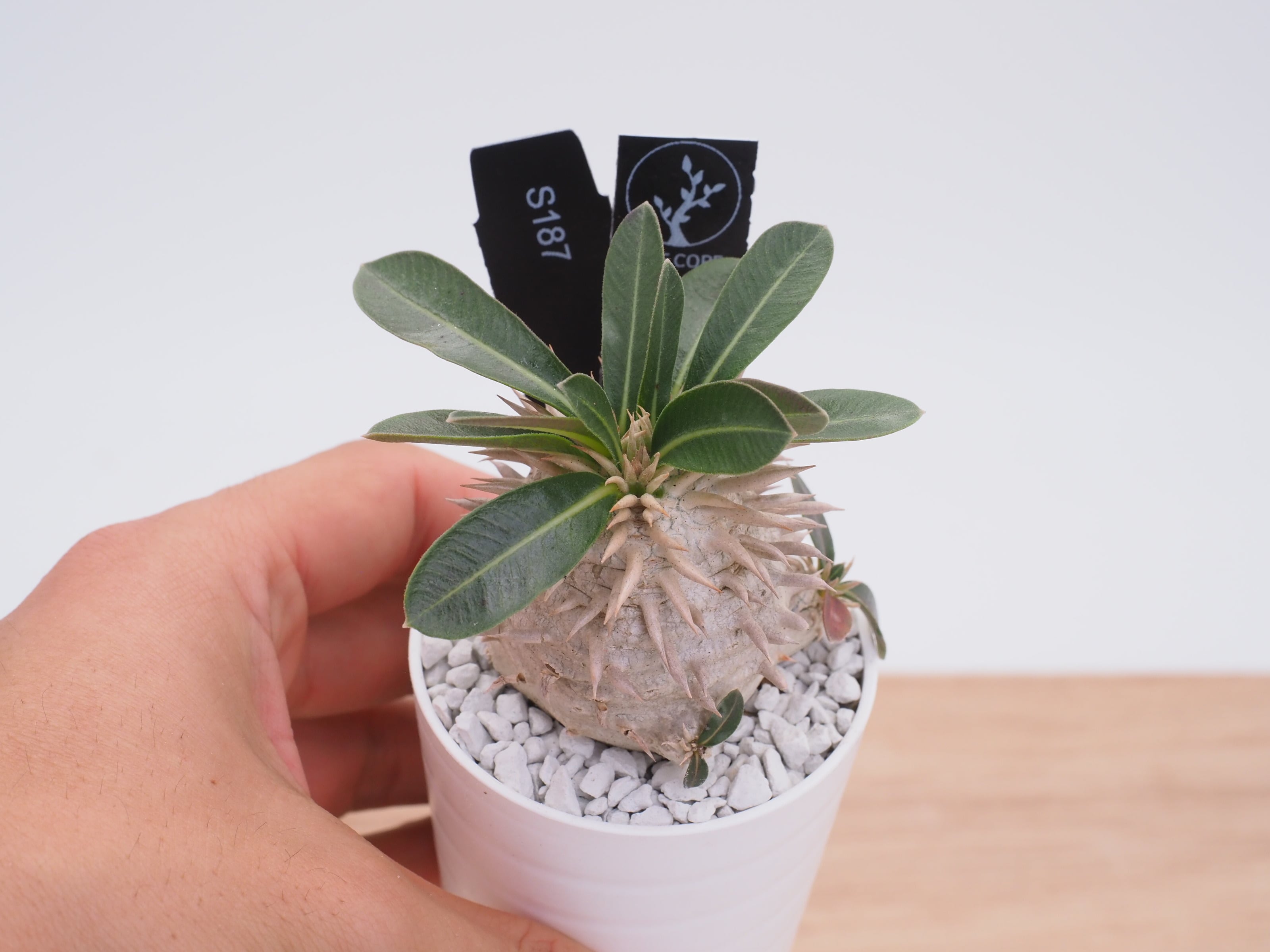 アガベ　チタノタ　cr-01 親株 THE CORE CR-01｜有名ショップのブランドアガベ | トゲラボ