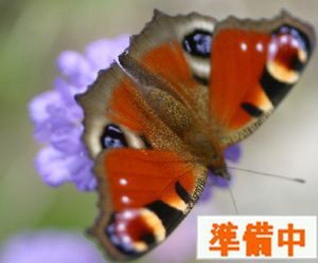 サクラタデ（桜蓼）７，５〜９ｃｍポットの画像