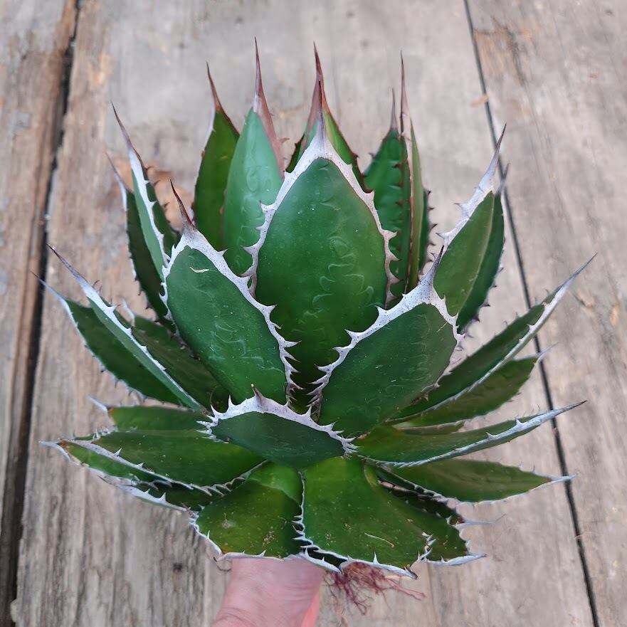 アガベ ホリダ agave horrida 4 【大株・美株】