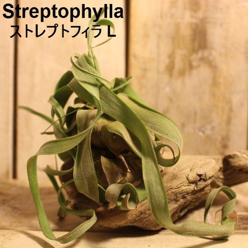 エアプランツ Streptophylla L