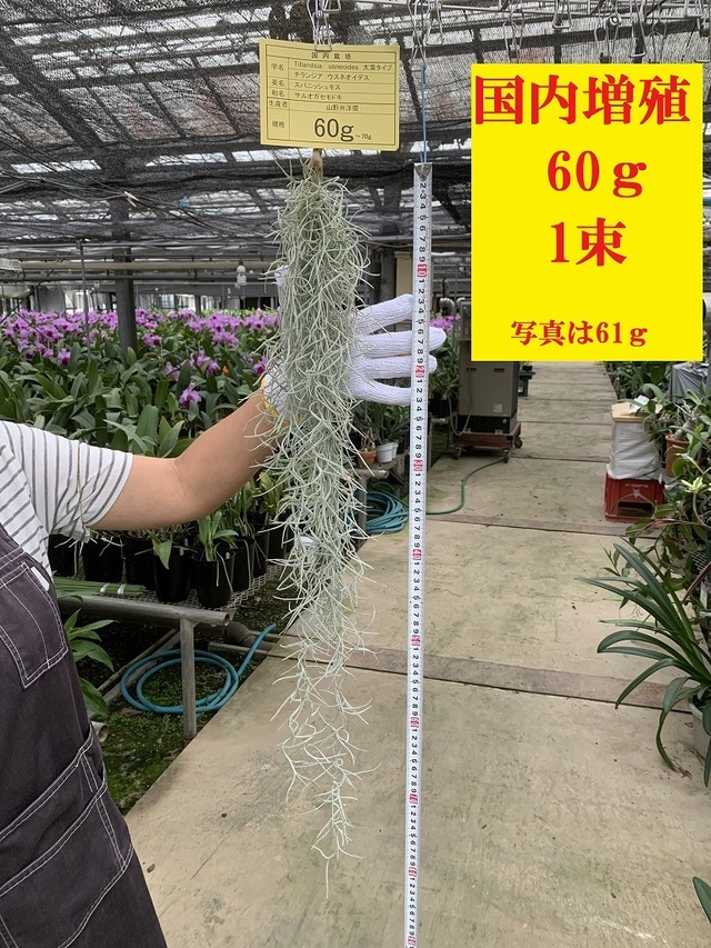 国内増殖 60g 1束 太葉スパニッシュモス エアープランツ Tillandsia サルオガセモドキ チランジア 10年連続 全国洋らん品評会 金賞受賞 日本一のカトレア栽培農場 山野井洋蘭 国内増殖 60g 1束 太葉スパニッシュモス エアープランツ Tillandsia サルオガセモドキ チランジア 10年連続 全国洋らん品評会 金賞受賞 日本一のカトレア栽培農場 山野井洋蘭