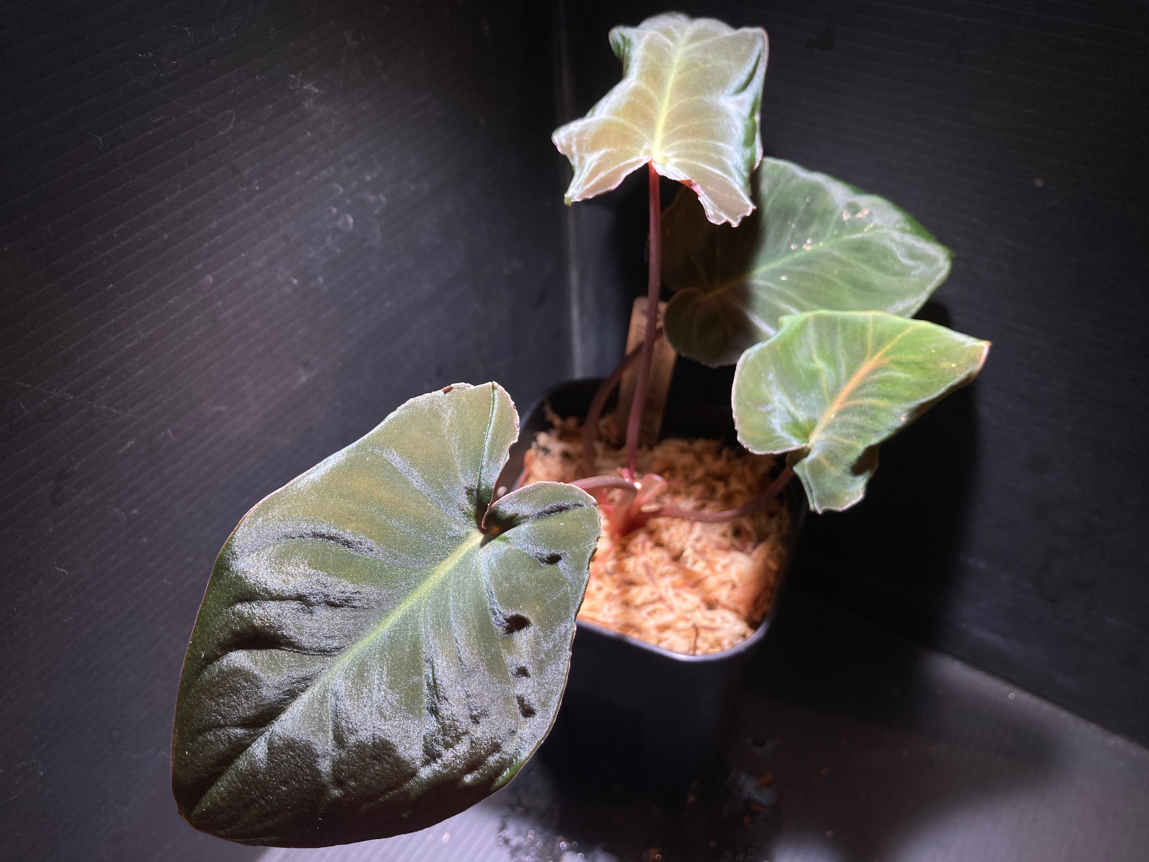 ホマロメナ sp. グリーンランガット カミハタ便 Homalomena - メルカリ