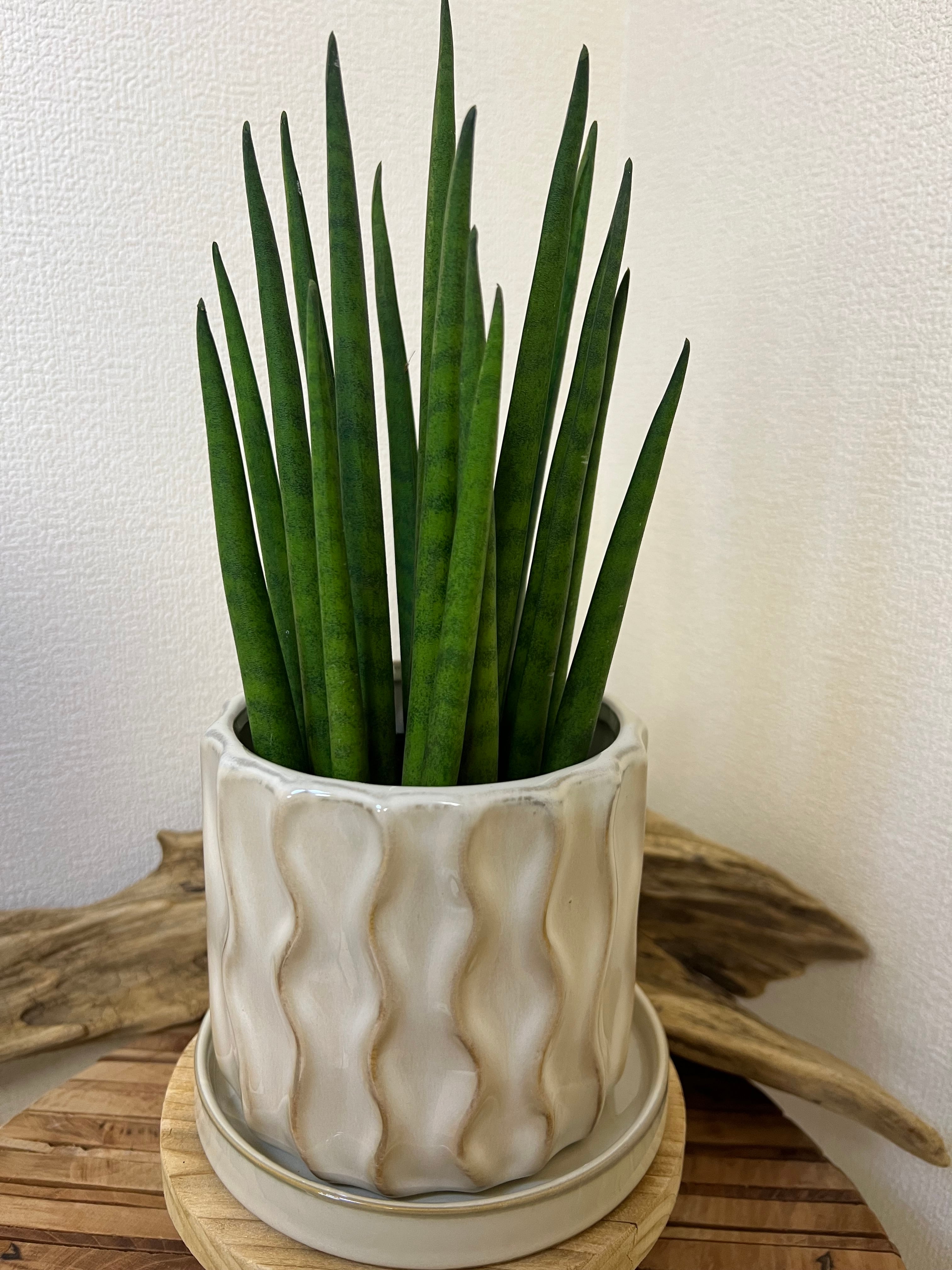 サンスベリア バキュラリス