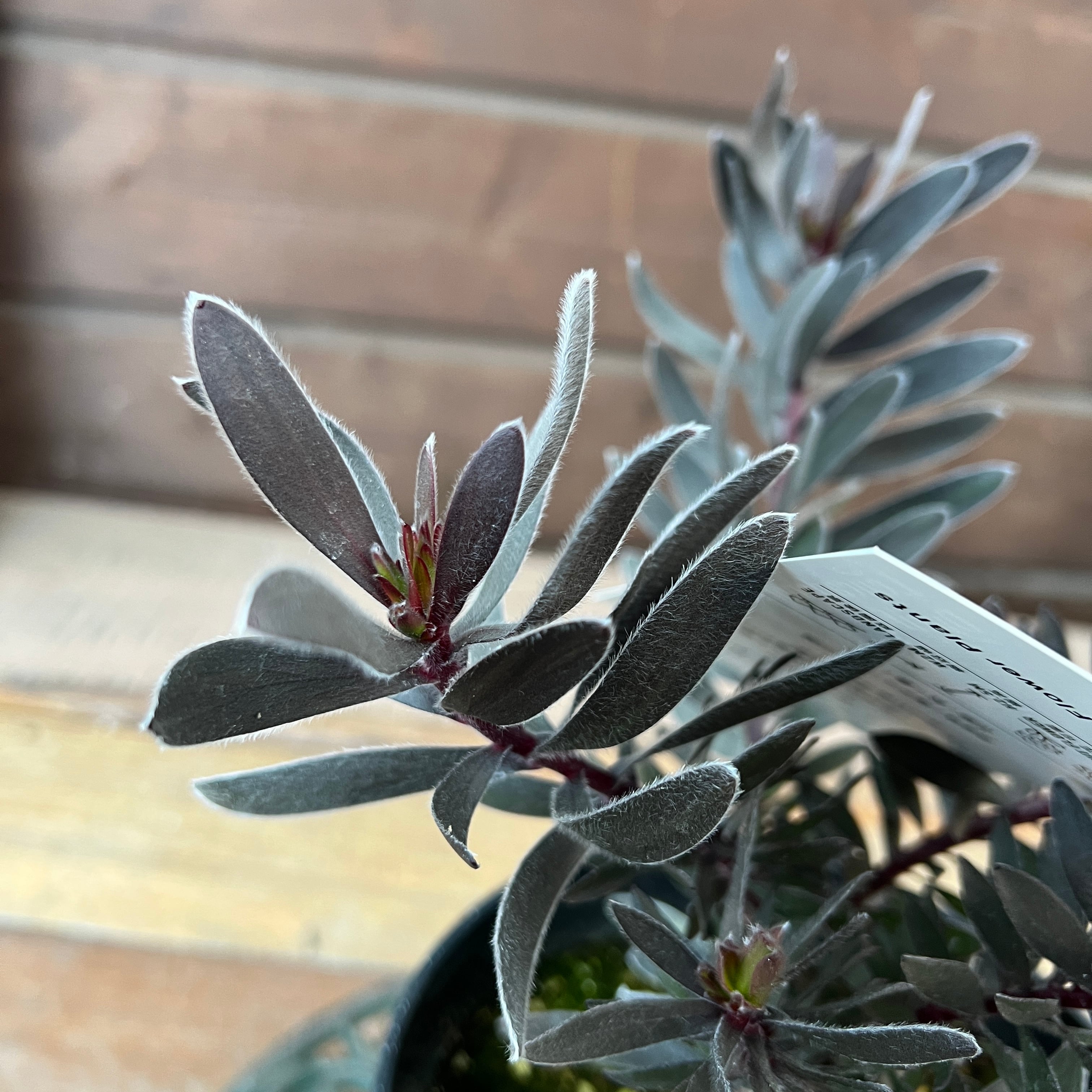 リューカデンドロン デュリフ② | 沼ノ上農園