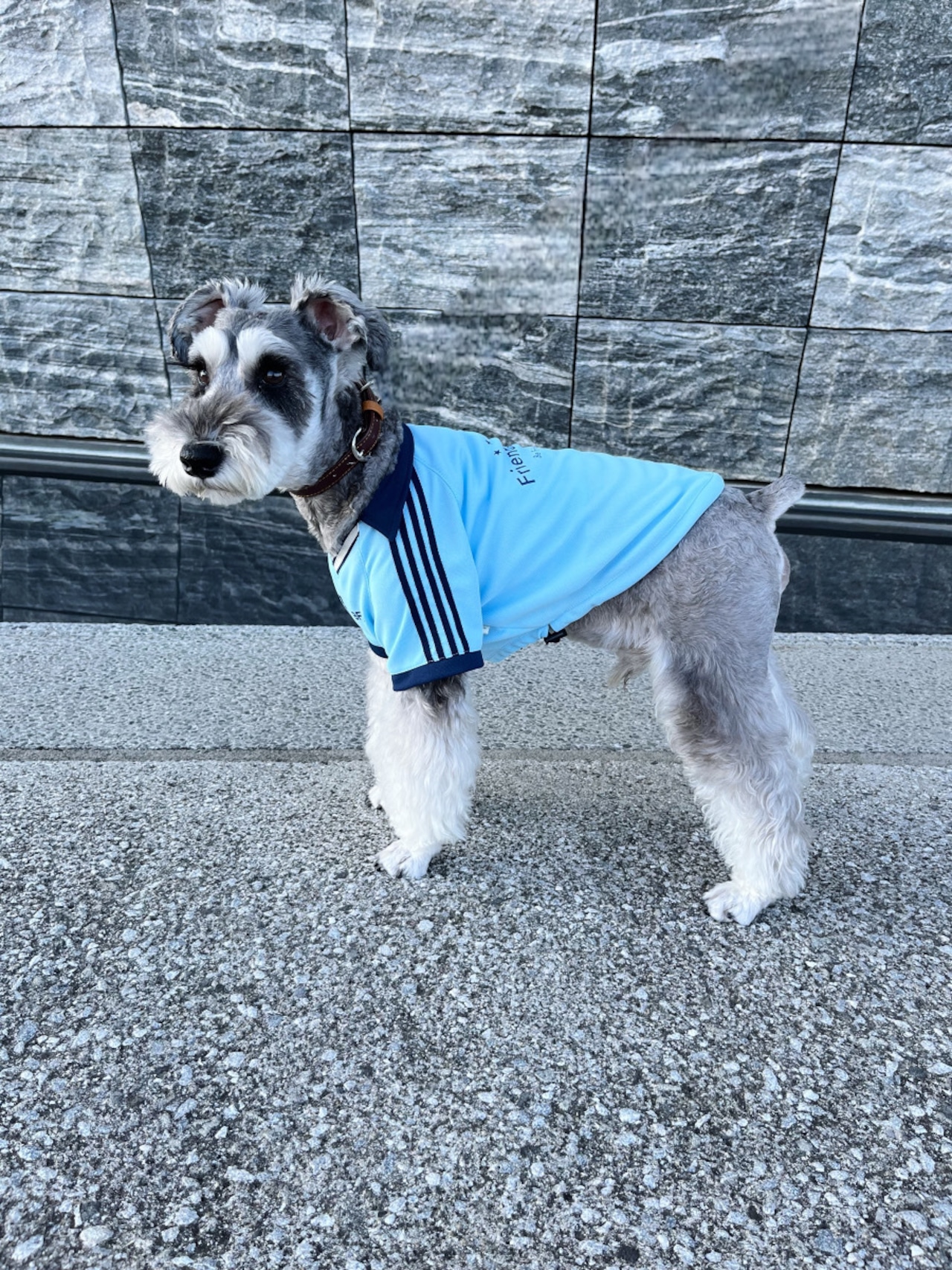 Friends United Uniform（Saxe Blue ）