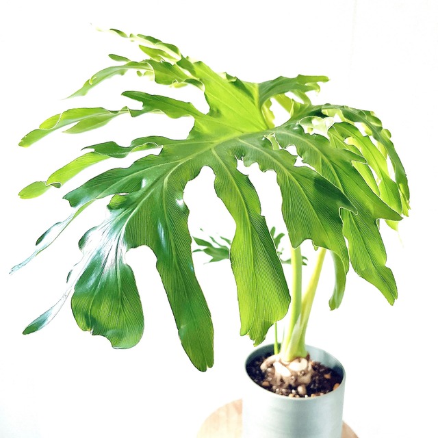 フィロデンドロン セローム 根上がり アイアンポット 受け皿付き 観葉植物 calm cafe