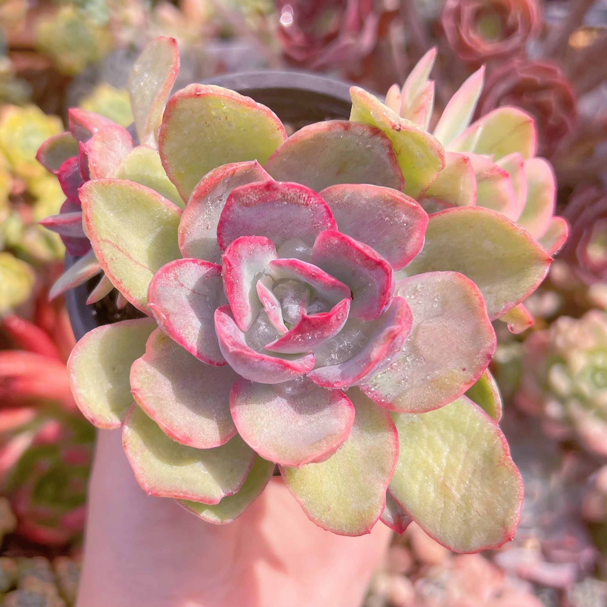 現品　ルエラ錦#792　群生　るる農園