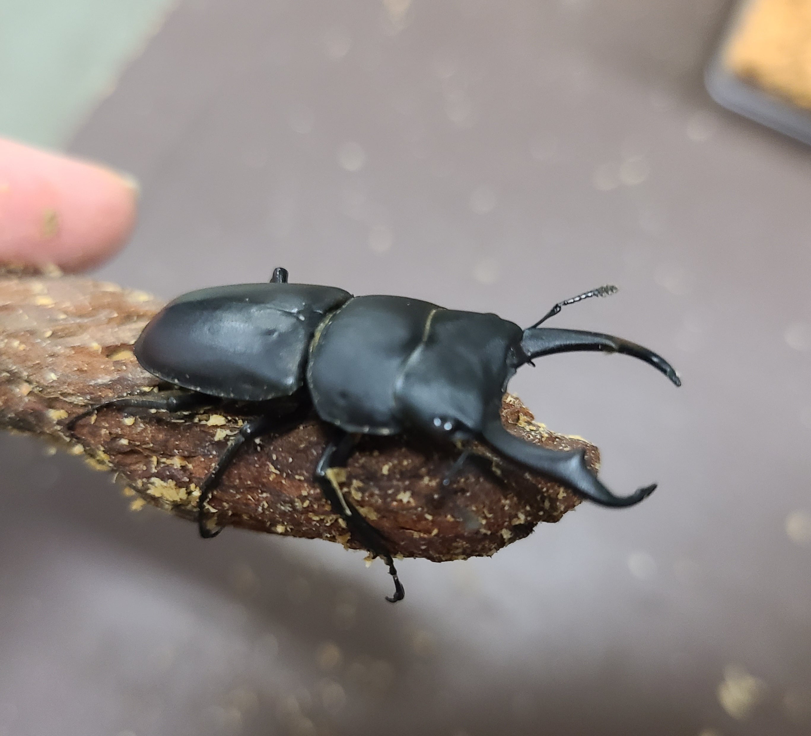 極上！ヒマラヤひらたけ菌糸瓶 特大1500ml 【5本セット】トレハロース