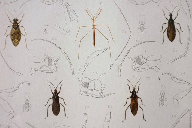 1840s exploration scientifique de l'Alg?rie  37cm  虫の彩色図版c
