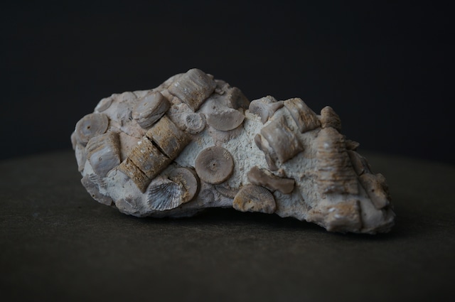 雲南省産ウミユリ化石 Crinoid Fossil 1958