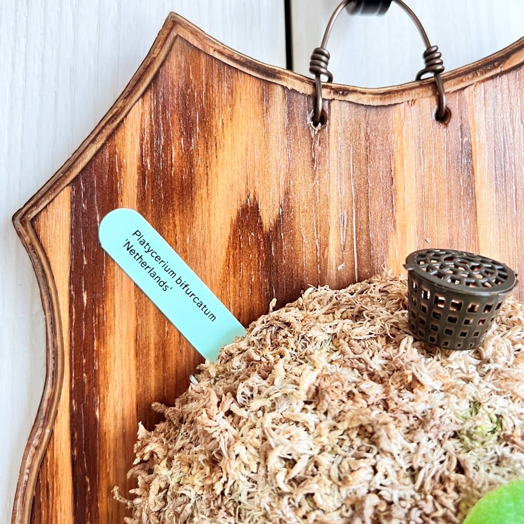 ビカクシダ ネザーランド 板付 【観葉植物 室内 コウモリラン