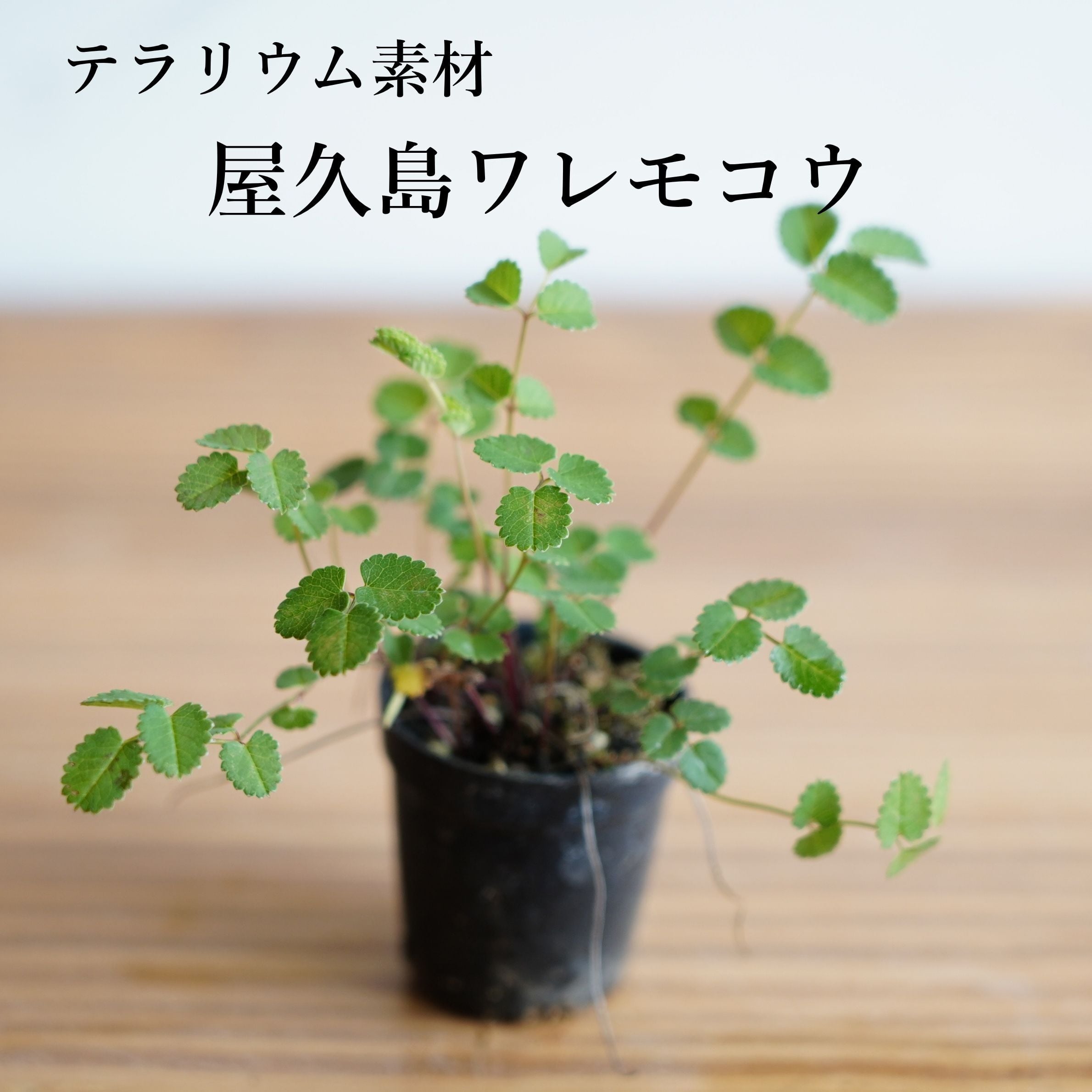 屋久島ワレモコウ Sanguisorba officinalis｜苔テラリウム作製用素材