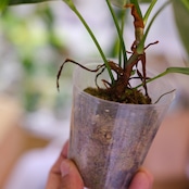 フィロデンドロン パトリシアエ / Philodendron patriciae⑯ / 観葉植物