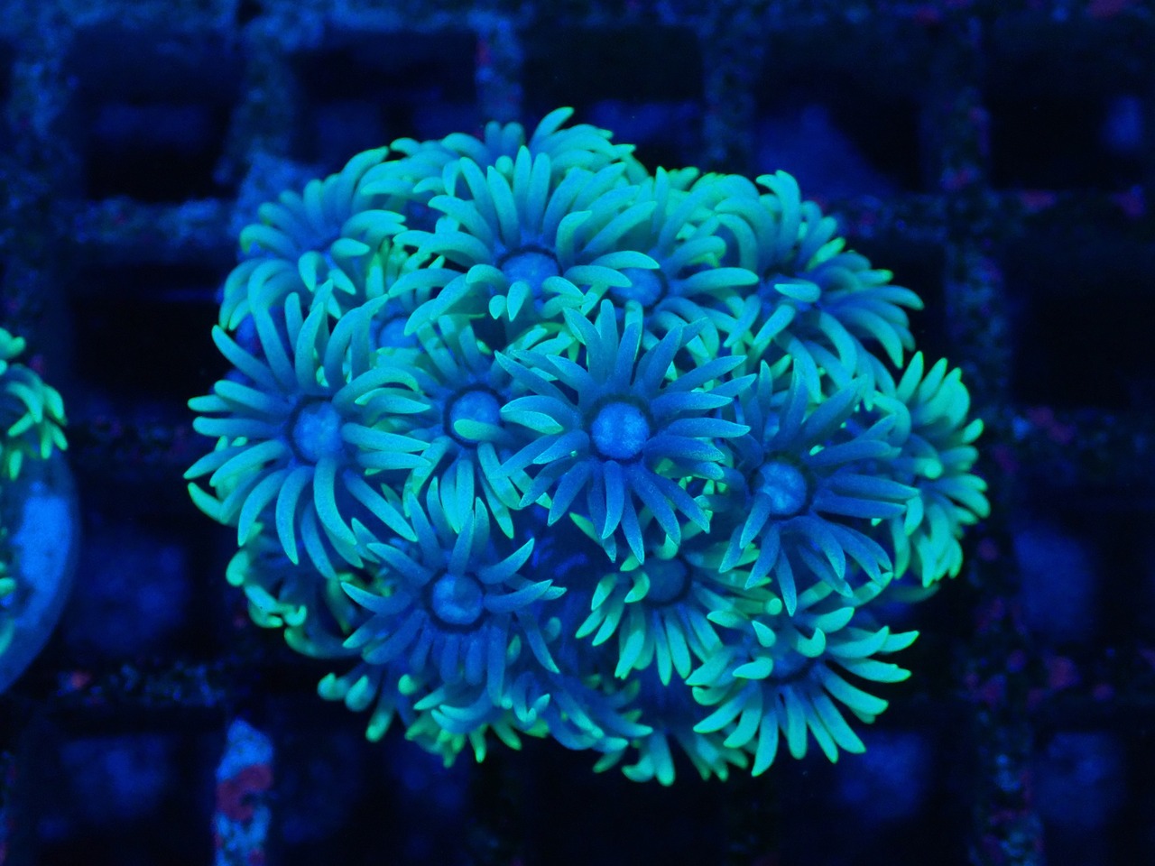 Goniopora GreenBlue FromAustralia 14