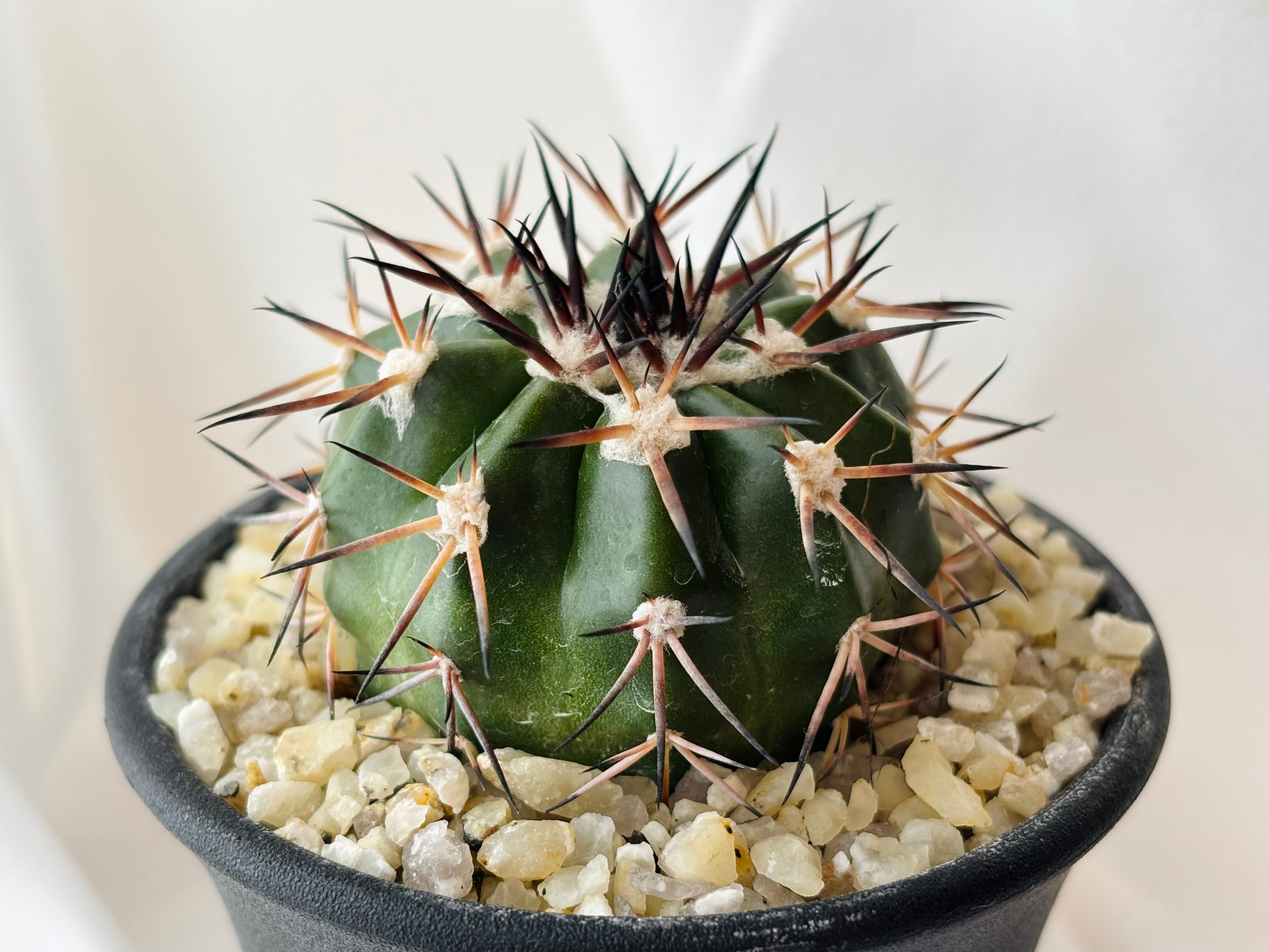 Discocactus gigantea ディスコカクタス ギガンティア サボテン