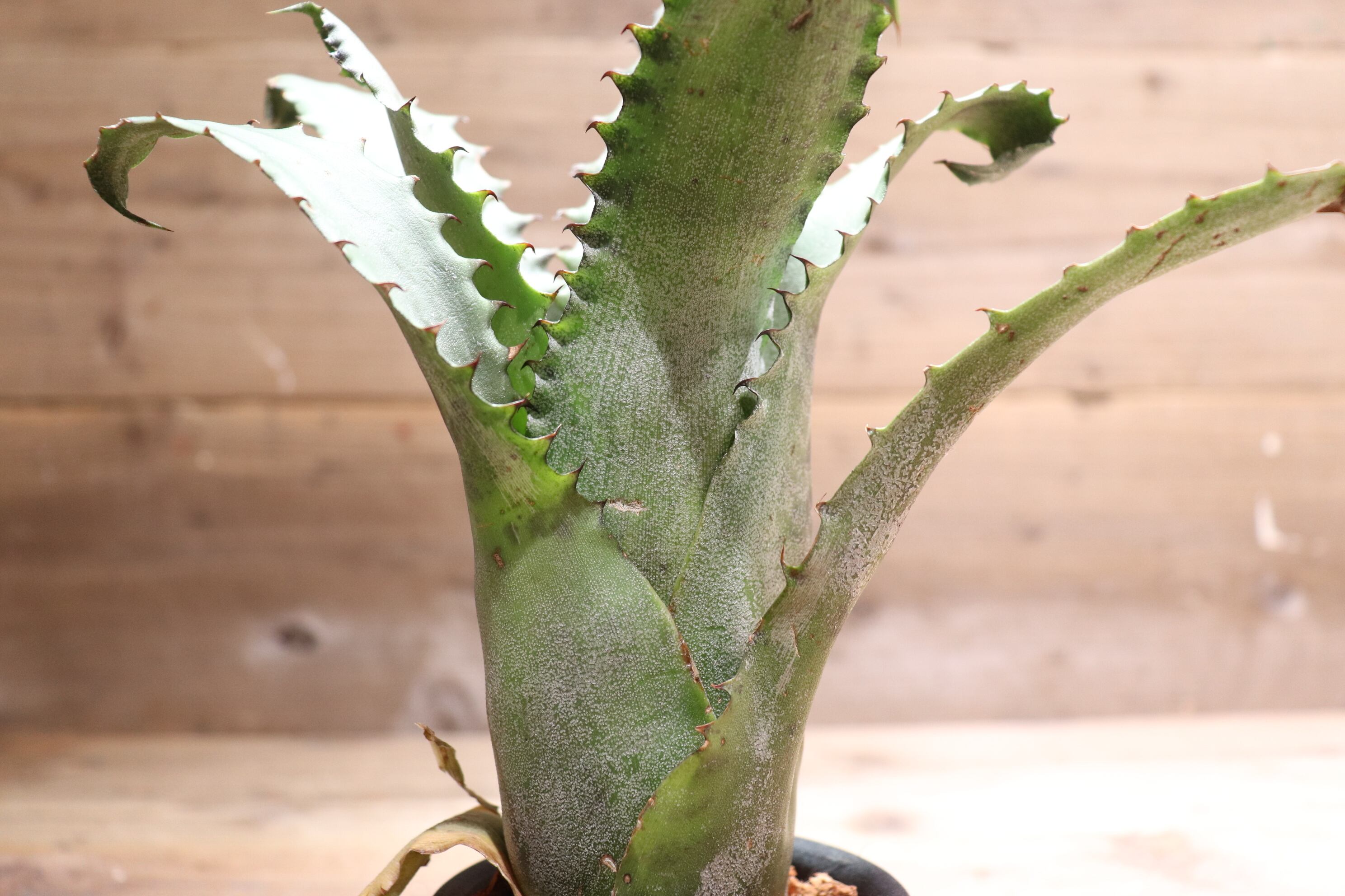 reserved】 Hohenbergia sp. EB#2023〔ホヘンベルギア〕現品発送H0031