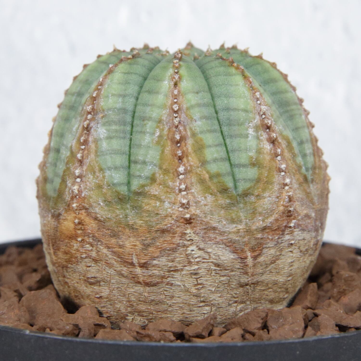 美模様 木質化 マイクロ オベサ / ユーフォルビア | LIGHTHOUSE