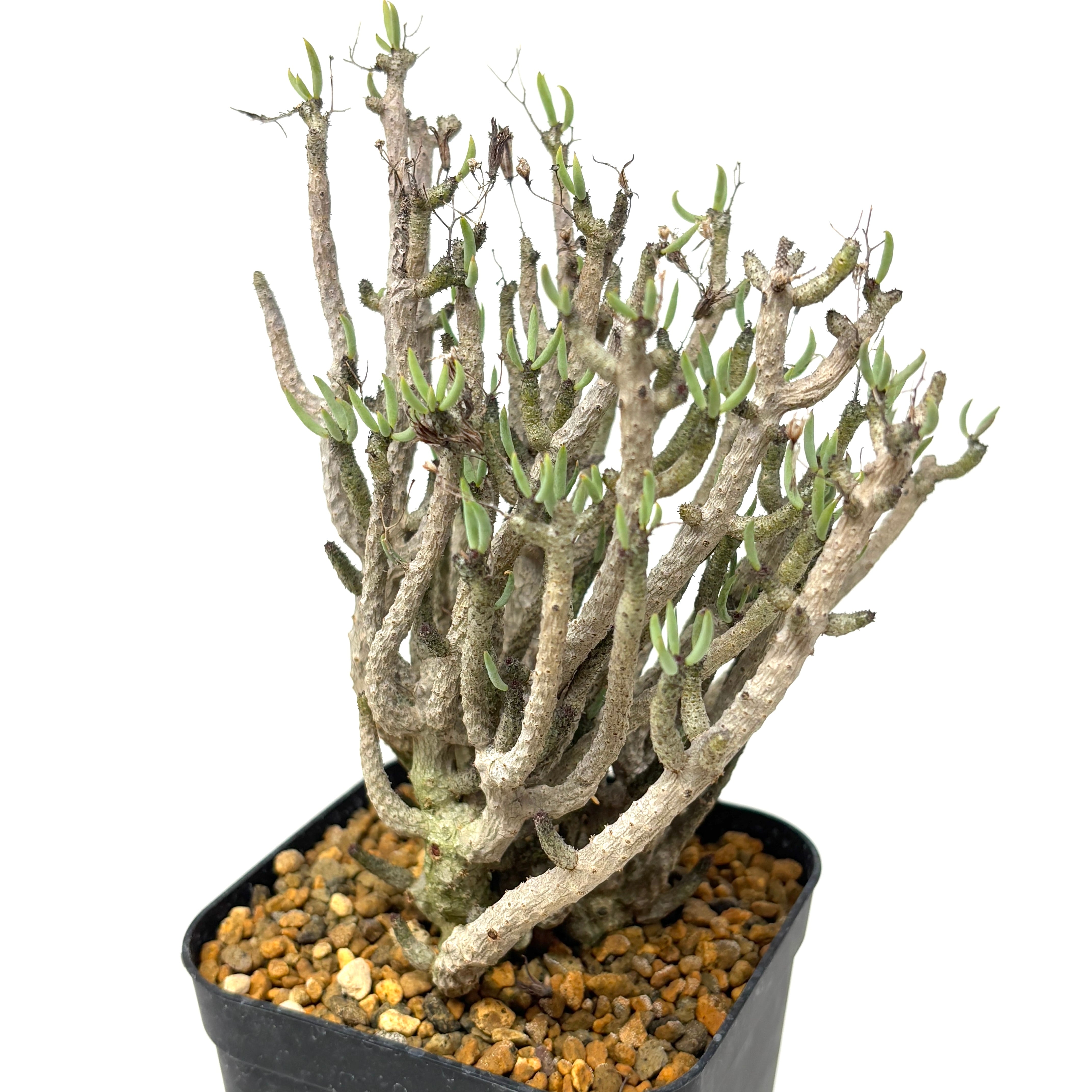 チレコドン ブッコルジアヌス【971】 | PROTOLEAF プロトリーフ