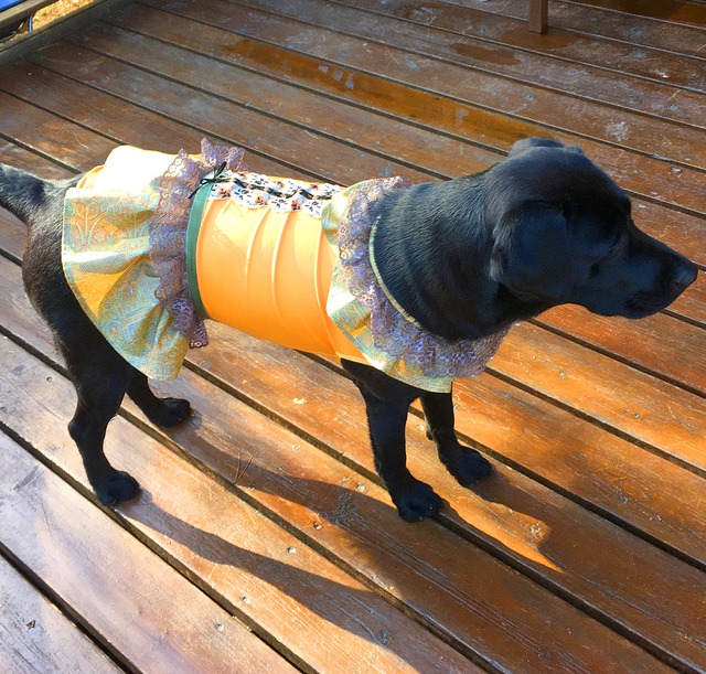 わんこ服大型犬LL "オレンジ色のストレッチ布と優しい色合いの襟＆スカートワンピ”F-1