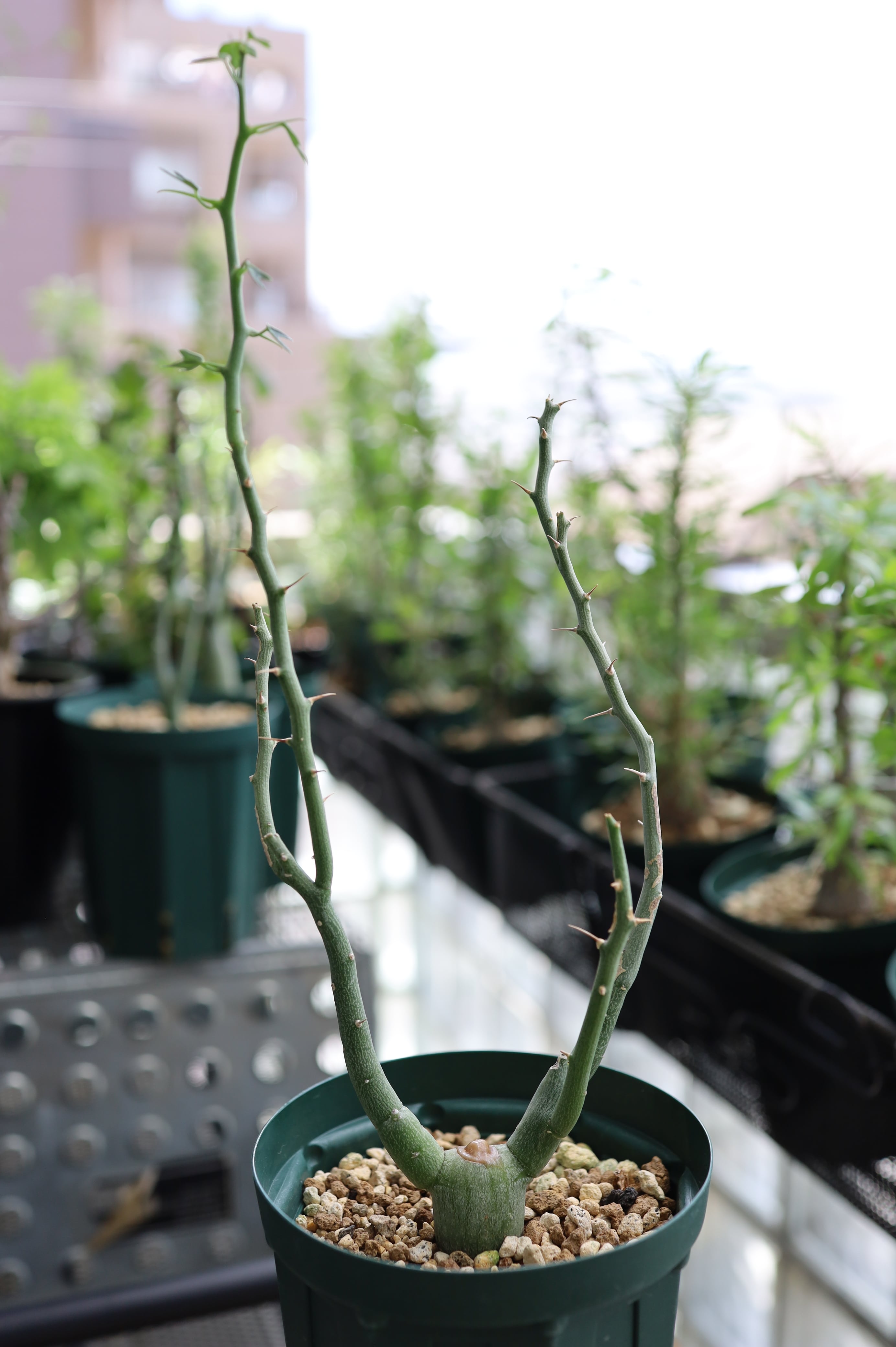 アデニア・バリー | Adenia ballyi _002