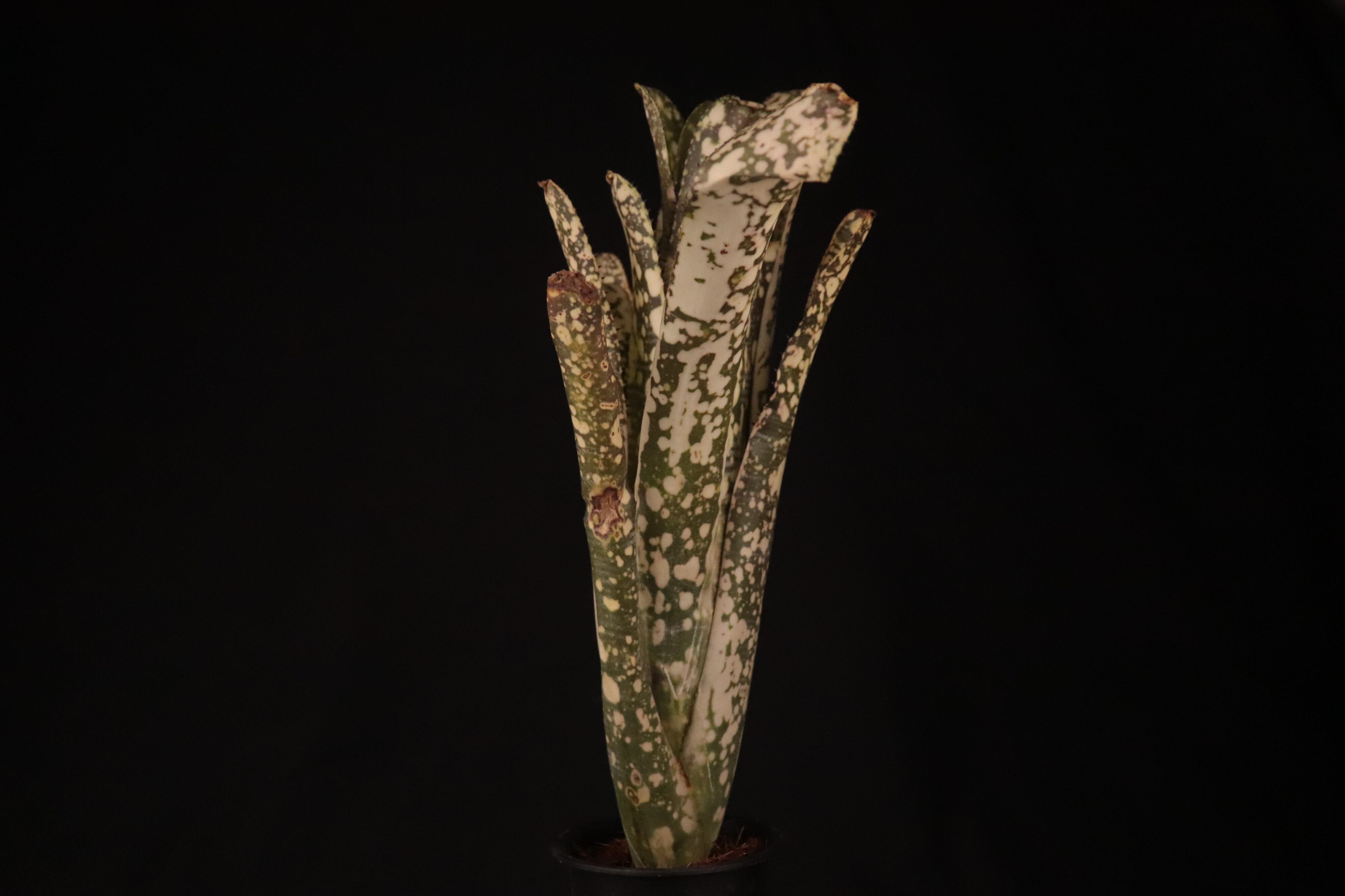 送料無料】Billbergia 'Limestone'〔ビルベルギア〕現品発送
