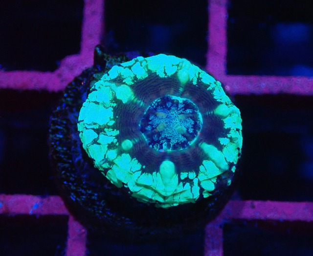 Scolymia Baby "Unique" 10