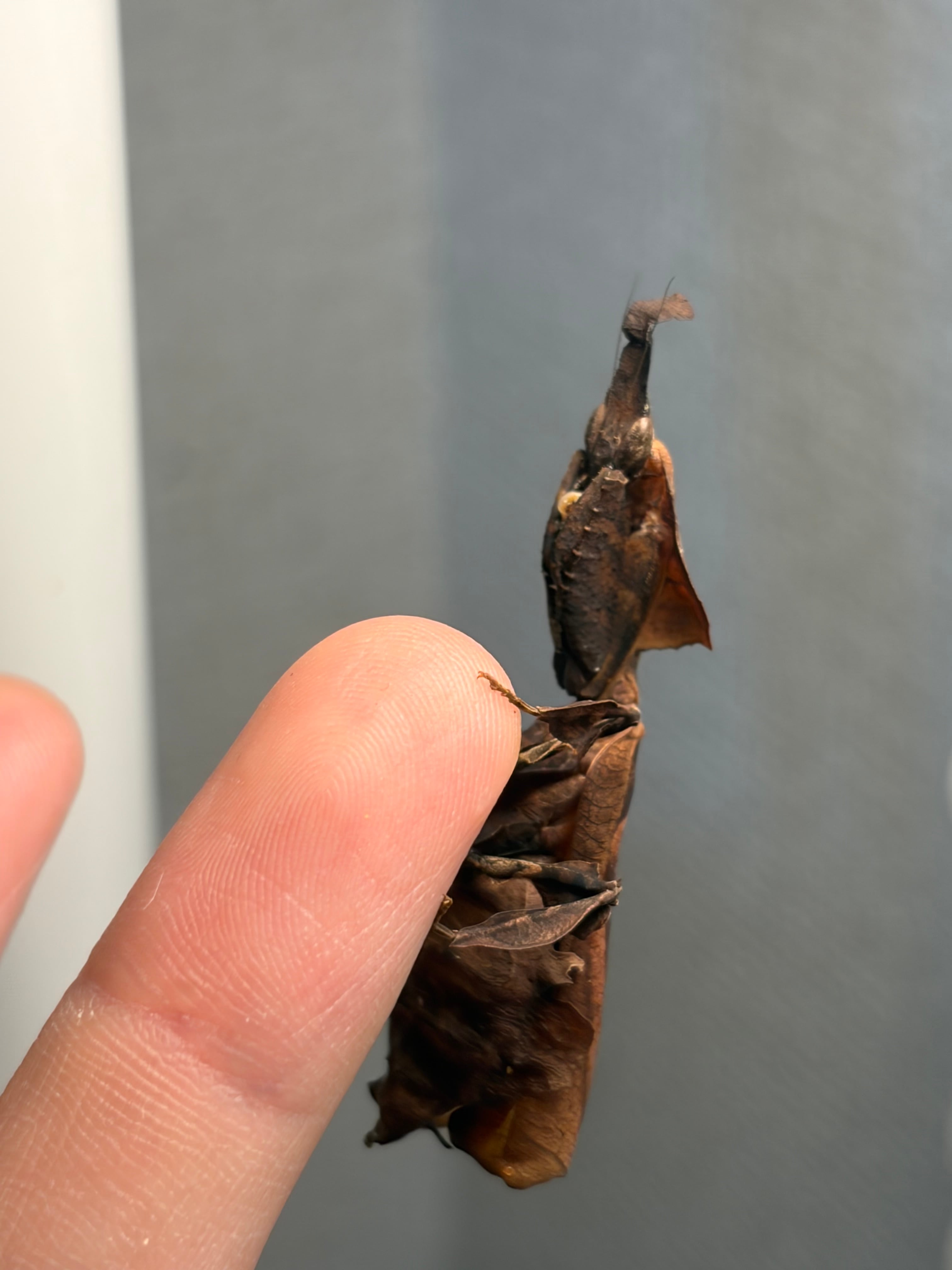 成虫♀】ゴーストマンティス カマキリ 標本用としてもおすすめです