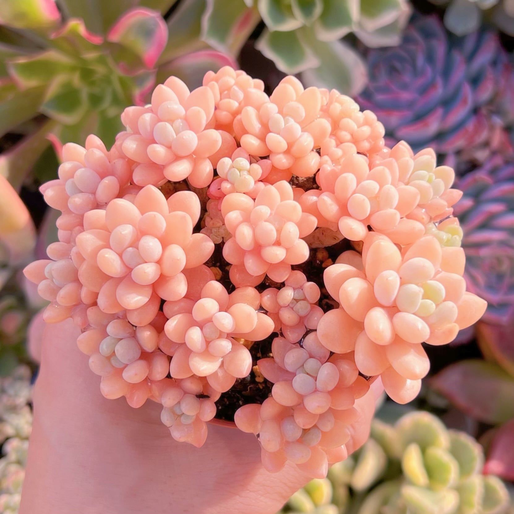 多肉植物　パールミルク　群生　るる農園