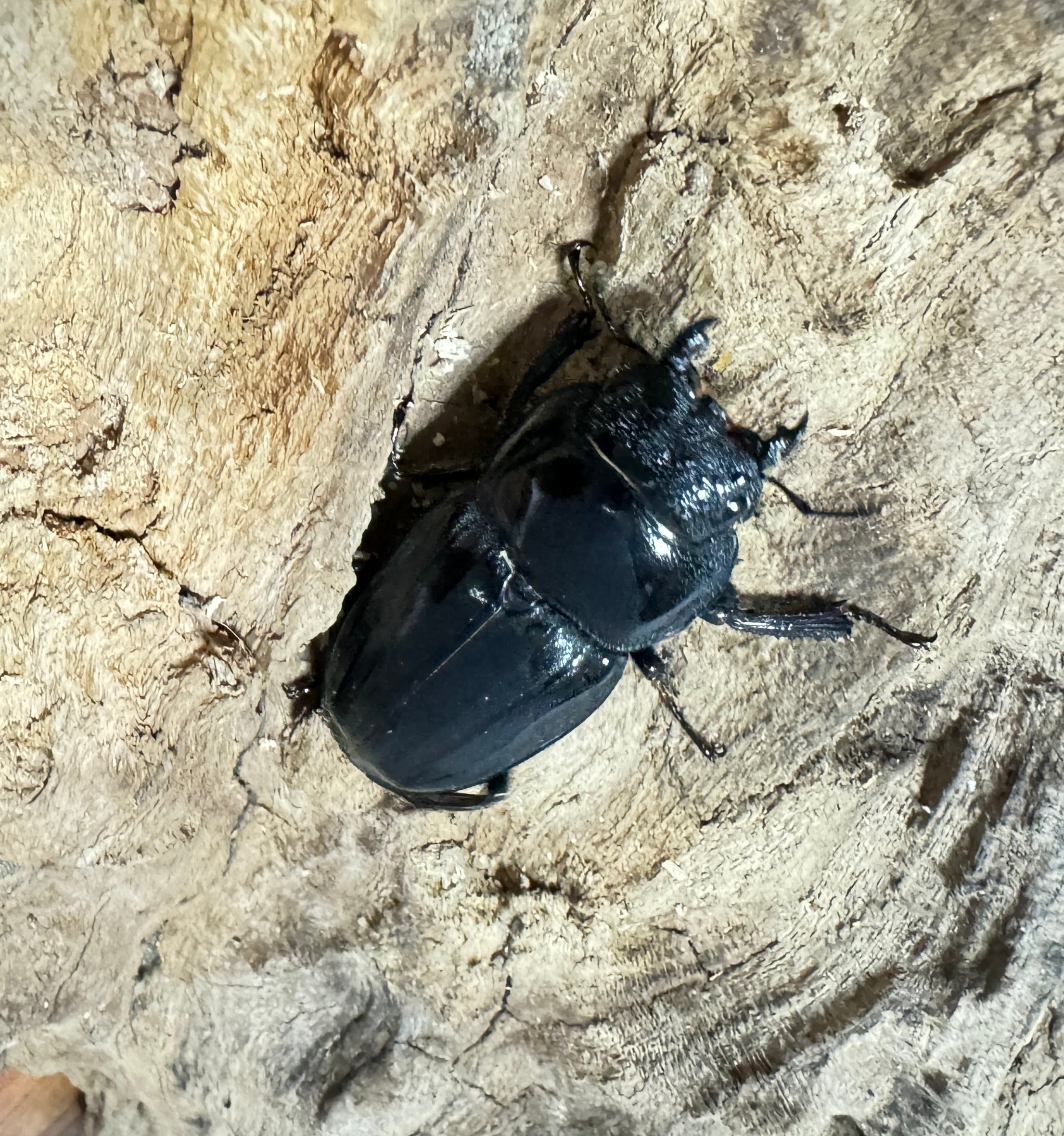 SALE【超特大】アマミヒラタクワガタ ペア 【採集禁止】WF | KUWAGATA