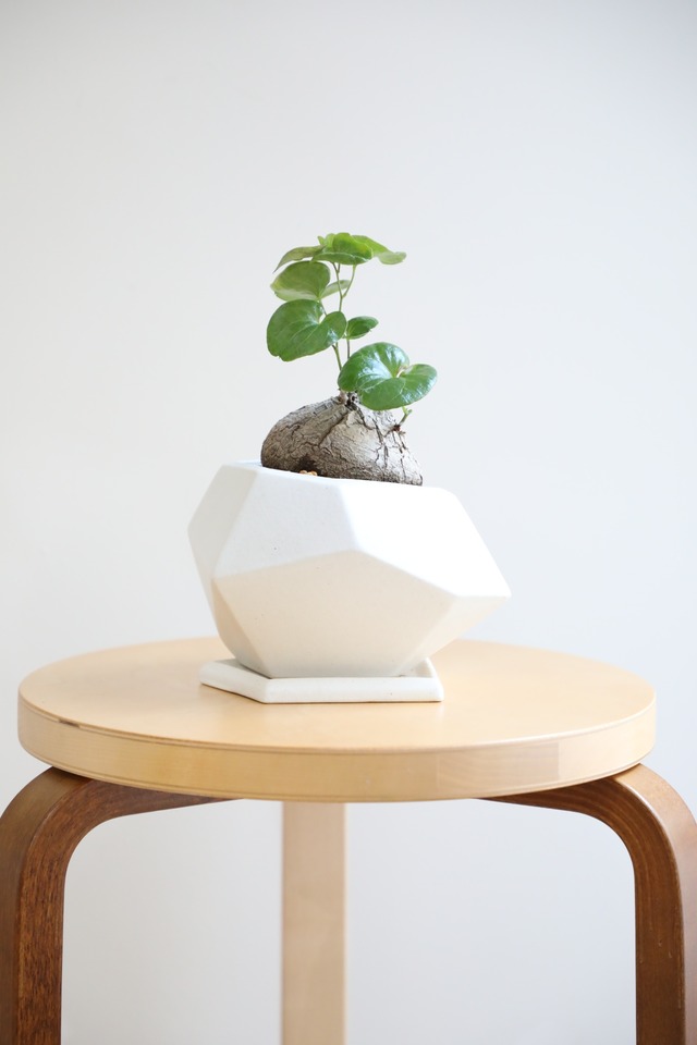 【S】亀甲竜/Dioscorea elephantipes