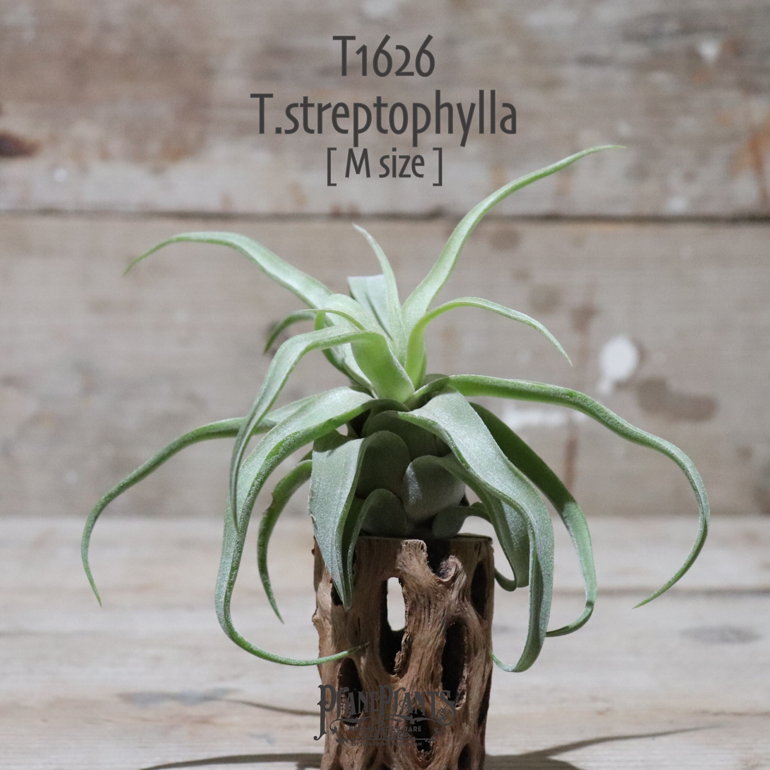 【送料無料】ストレプトフィラ M〔エアプランツ〕現品発送T1626