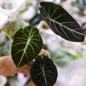 【斑入り】アロカシア ブラックベルベット⑥ / Alocasia reginula 'Variegated'│観葉植物